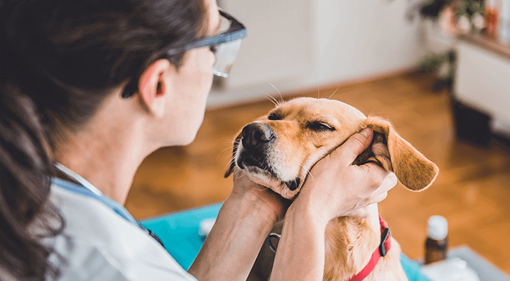 A woman rubbing her dog's face after a wellness exam