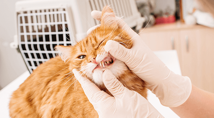 A cat having their tooth examined during a pet dental exam