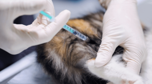 A cat receiving a vaccination