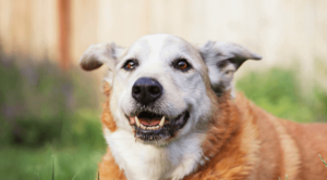 A senior dog looking happy outside