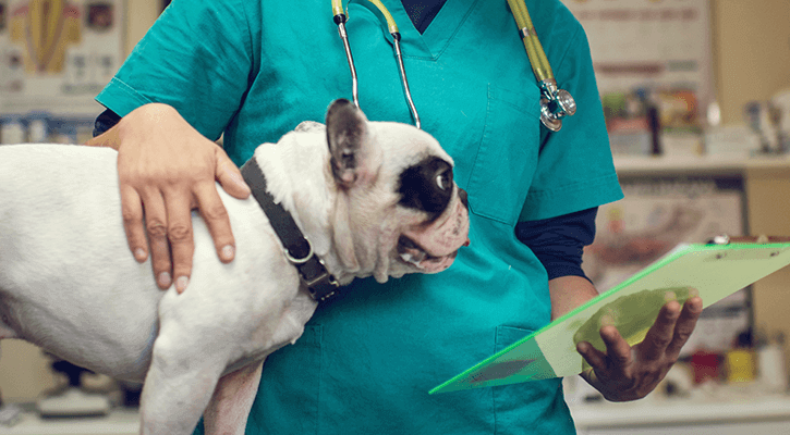 A dog being prepared for veterinary surgery by a veterinarian