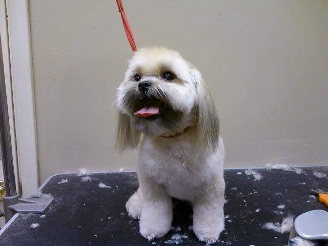 A dog standing next to his hair on the ground after being groomed